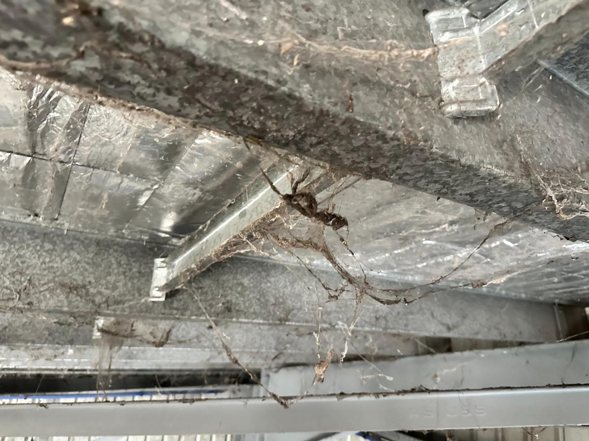 Before - Industrial Purlins Spider Web Removal